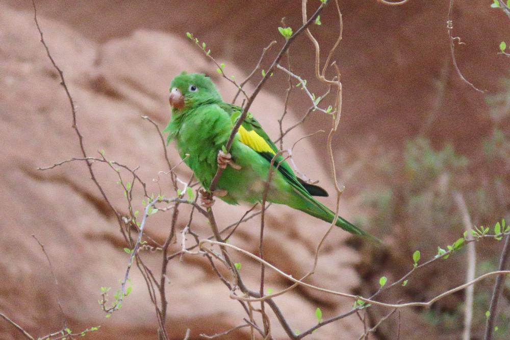 Cotorra ala amarilla Gota del Chaco