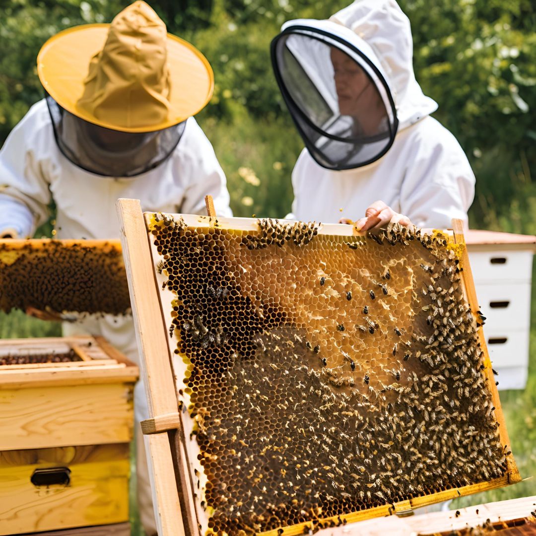 Jael Solano | Gota del Chaco