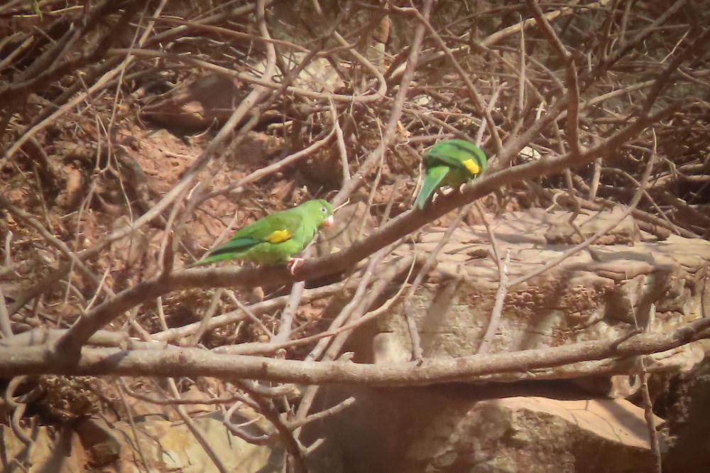 Cotorra ala amarilla Gota del Chaco