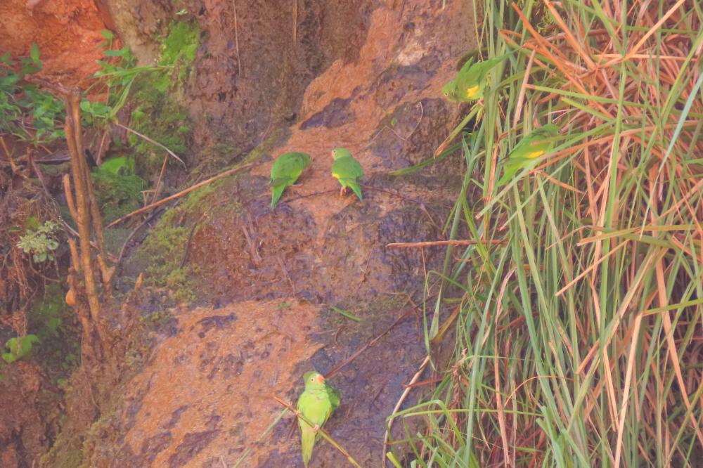 Cotorra cara roja Gota del Chaco