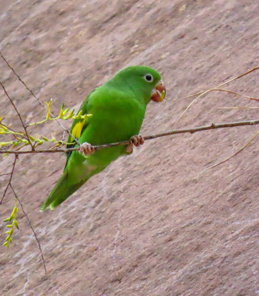 Cotorra ala amarilla Gota del Chaco