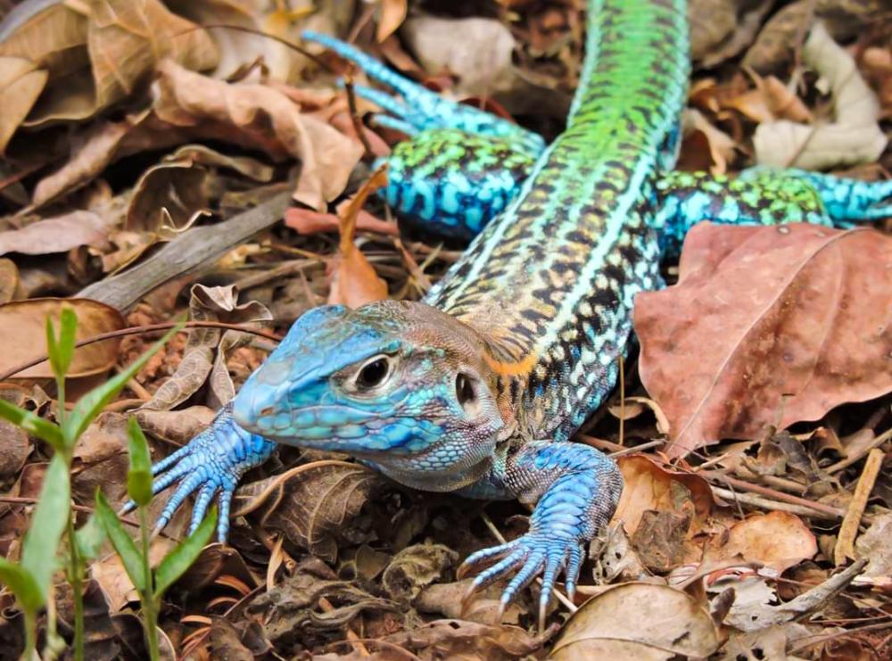 Lagartija, Jausi | Gota del Chaco