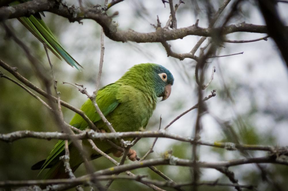 Cotorra cara azul Gota del Chaco