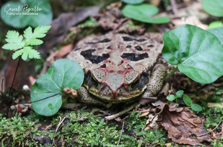 Sapo Rococo | Gota del Chaco