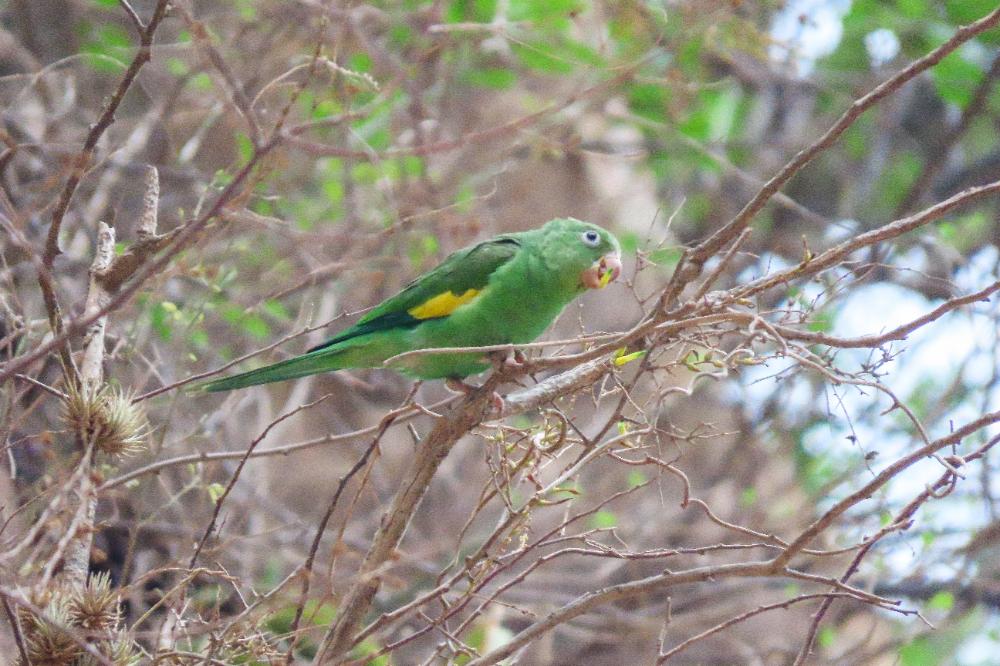 Cotorra ala amarilla Gota del Chaco