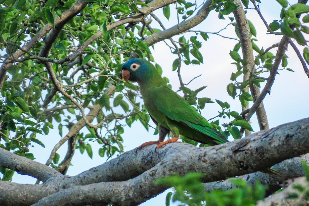 Cotorra cara azul Gota del Chaco
