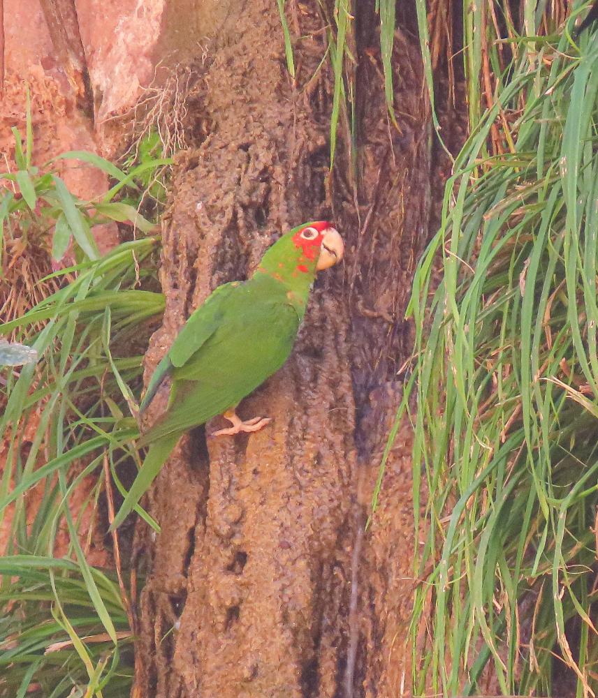 Cotorra cara roja Gota del Chaco