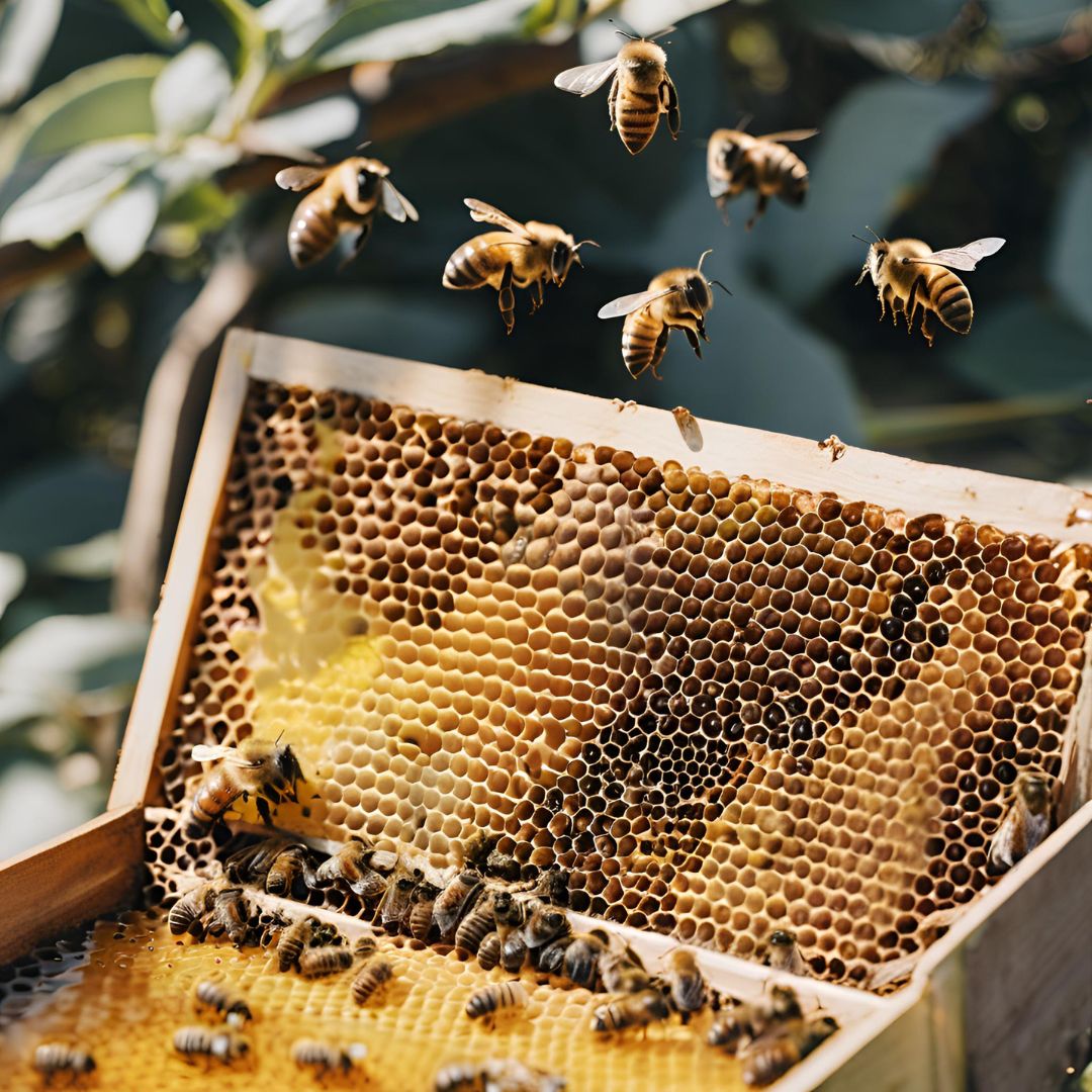 Victor Manuel Solano Ruiz | Cuevo