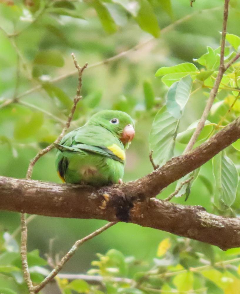 Cotorra ala amarilla Gota del Chaco