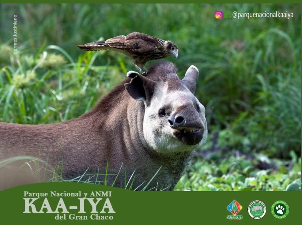 Parque Nacional ANMI Kaa Iya del Gran Chaco | Gota del Chaco