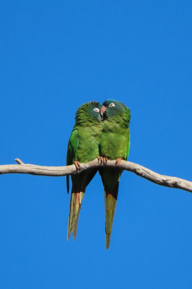 Cotorra cara azul Gota del Chaco